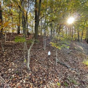 Photo #2 of Lot 87 Foxglove, Westminster, SC 0.3 acres