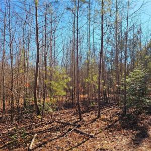 10.5 Wooded Acres