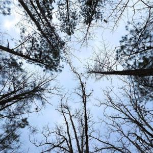 Tree Top view