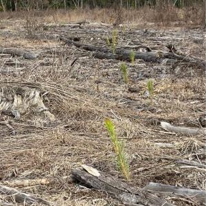 Loblolly Planted in 2019