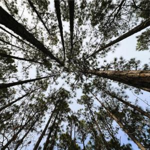 1 acre Wooded Homesite - Canopy View