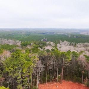View toward the Wooded Portion