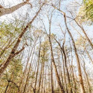 Canopy View