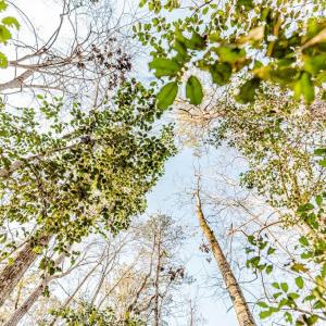 Canopy View