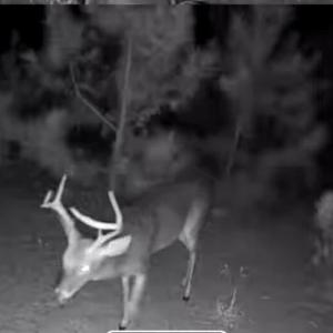 TRACT 2SCHOLL ROAD LAND - 15+ ACRES