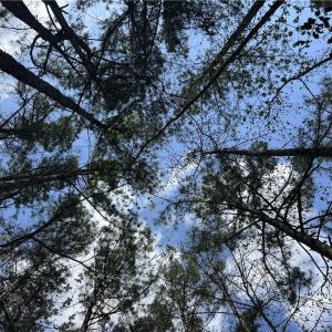 Canopy View