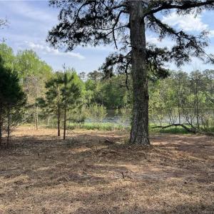 Recently mulched area near Pond.