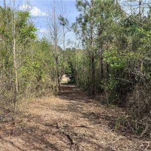 Pathway View thru acreage