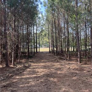 View from mulched pathway to 27