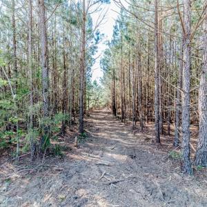 Mulched pathway into the acreage