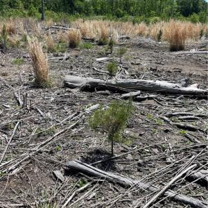Planted containerized Loblolly Pine