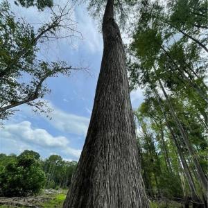 Cypress Trees left in buffers