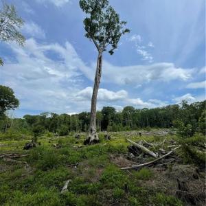 Den tree left for wildlife habitat