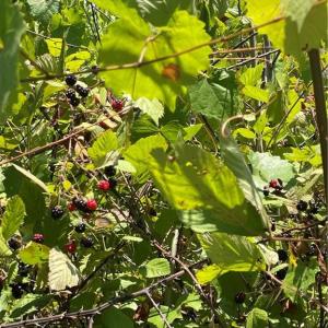 wild blackberry