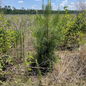 Planted Pine already 4 feet tall