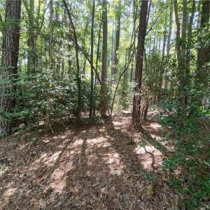 Lightly wooded - brush
