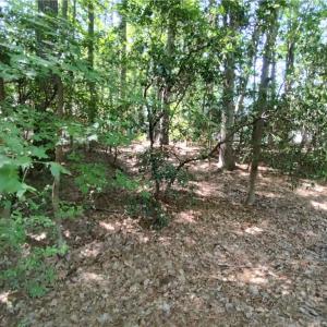 Lot slops down toward street