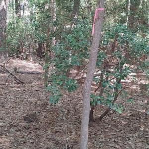 back property line