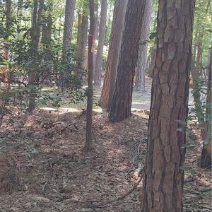back property line