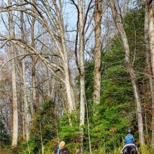 Beautiful Horse Trails