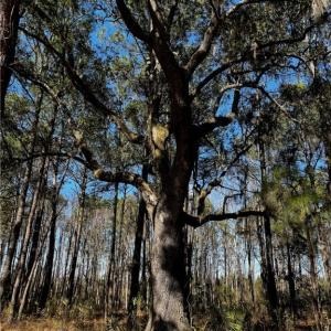 Lot 65 Telfair Mature Oak