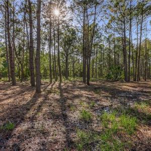 Lot 65 Telfair Plantation