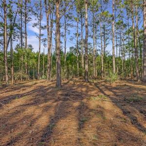 Lot 65 Telfair Plantation