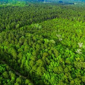 Photo #9 of TBD Dunham Williams, Hardeeville, SC 42.5 acres