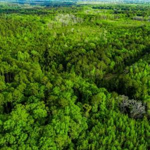 Photo #13 of TBD Dunham Williams, Hardeeville, SC 42.5 acres