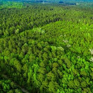 Photo #10 of TBD Dunham Williams, Hardeeville, SC 42.5 acres