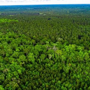 Photo #2 of TBD Dunham Williams, Hardeeville, SC 42.5 acres