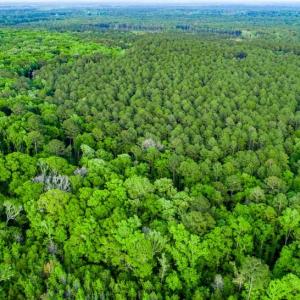 Photo #3 of TBD Dunham Williams, Hardeeville, SC 42.5 acres