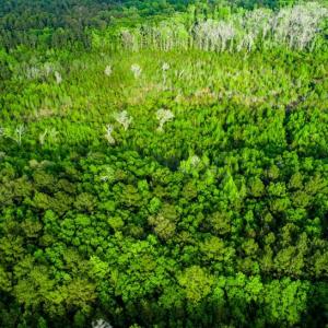 Photo #8 of TBD Dunham Williams, Hardeeville, SC 42.5 acres