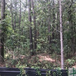 Photo #9 of TBD Lost Oak, Bluffton, SC 20.9 acres