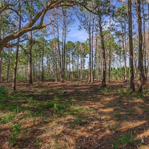 Lot 66 Telfair Plantation