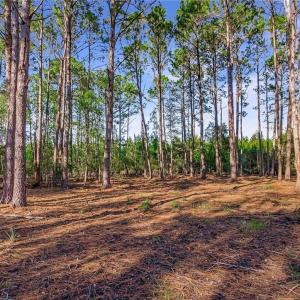 Lot 66 Telfair Plantation