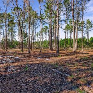 Lot 66 Telfair Plantation