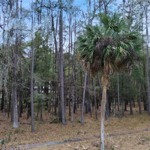 Photo #6 of 19 Masters, Daufuskie Island, SC 0.5 acres