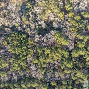 Photo #13 of 26 Swamprose, Seabrook, SC 0.9 acres