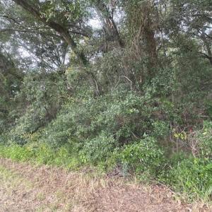 Photo #4 of 1236 Seaside Road, St Helena Island, SC 8.9 acres
