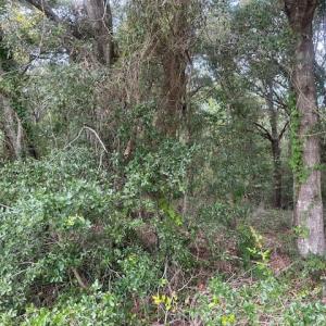 Photo #2 of 1236 Seaside Road, St Helena Island, SC 8.9 acres