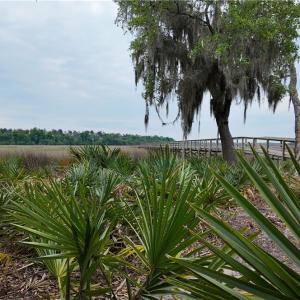 Photo #8 of 88 Founders Oak, Yemassee, SC 0.4 acres