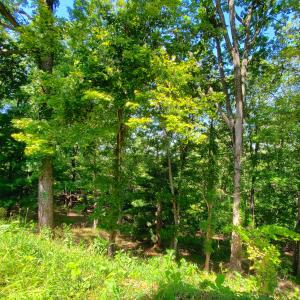 mature hardwoods on much of property