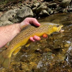Brown Trout