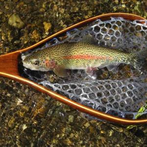 Rainbow Trout Image