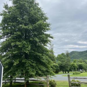 37.TREE1