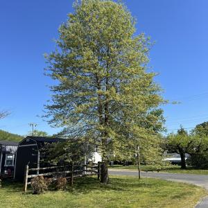 38.TREE2
