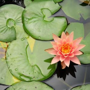 Pond