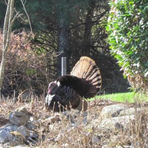 Turkey at the pond