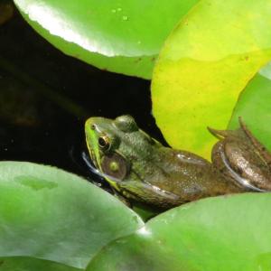 Friend in the pond